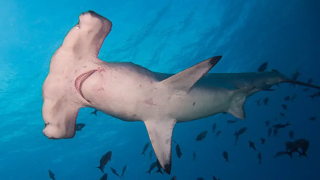 10 Interesting Facts About Hammerhead Sharks 10 Interesting Facts