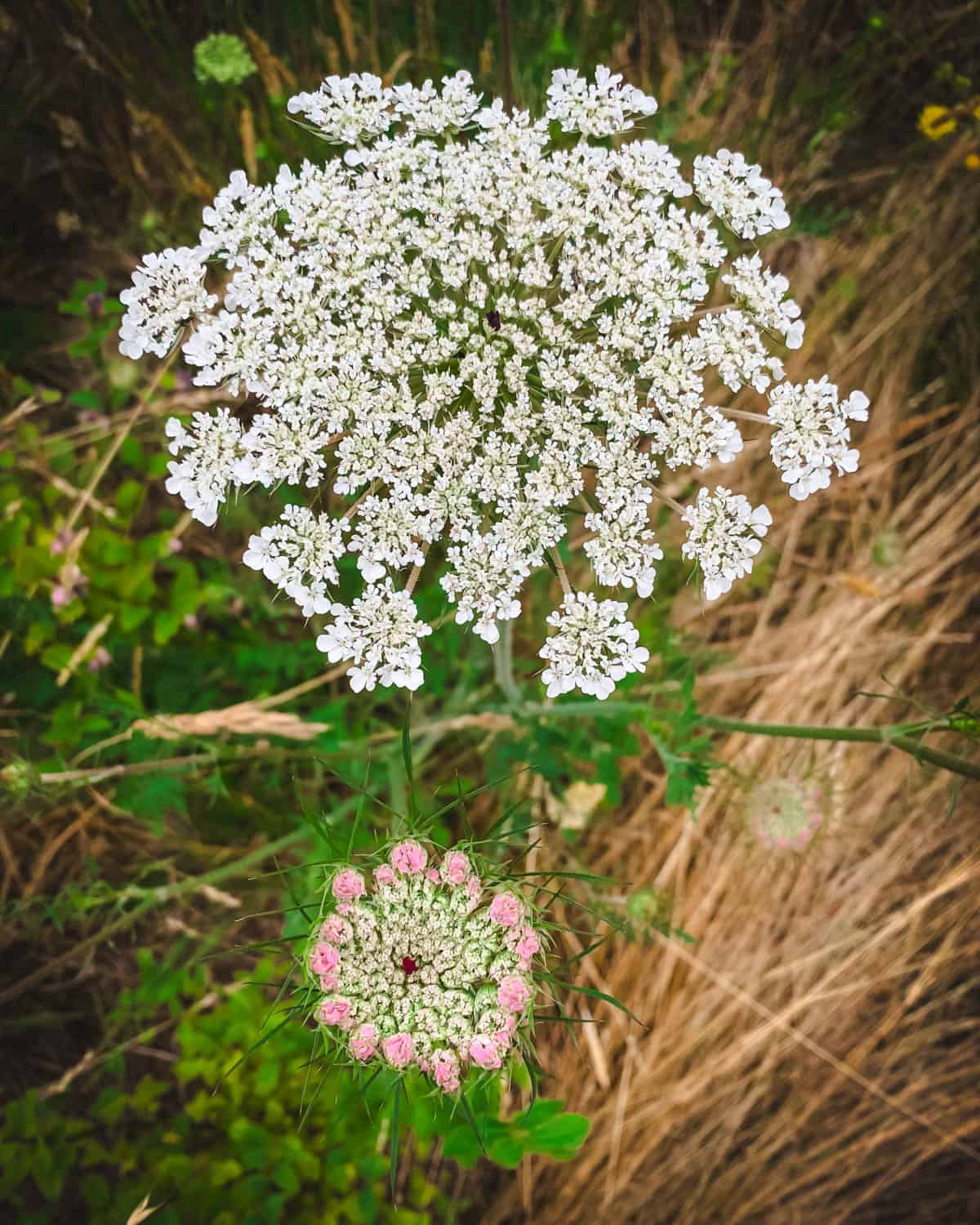 140 Queen Anne S Lace Ideas Queen Annes Lace Queen Anne Flowers