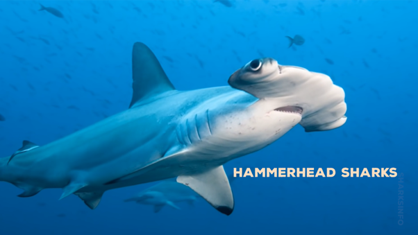 17 Surprising Hammerhead Shark Facts And Some Faqs Sharksinfo Com