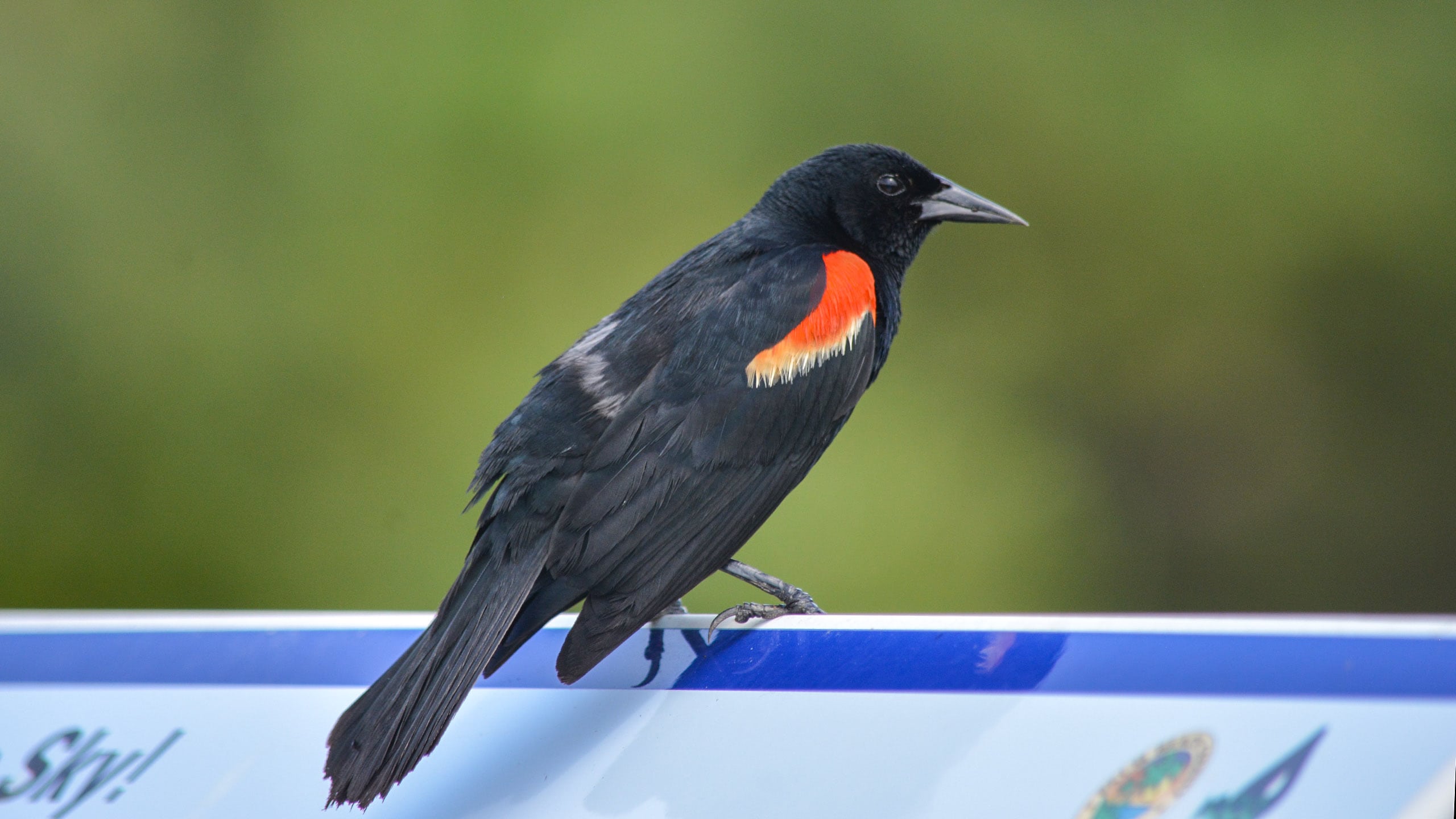 19 Best Red Winged Blackbird Tattoo Ideas Black Bird Red Wing