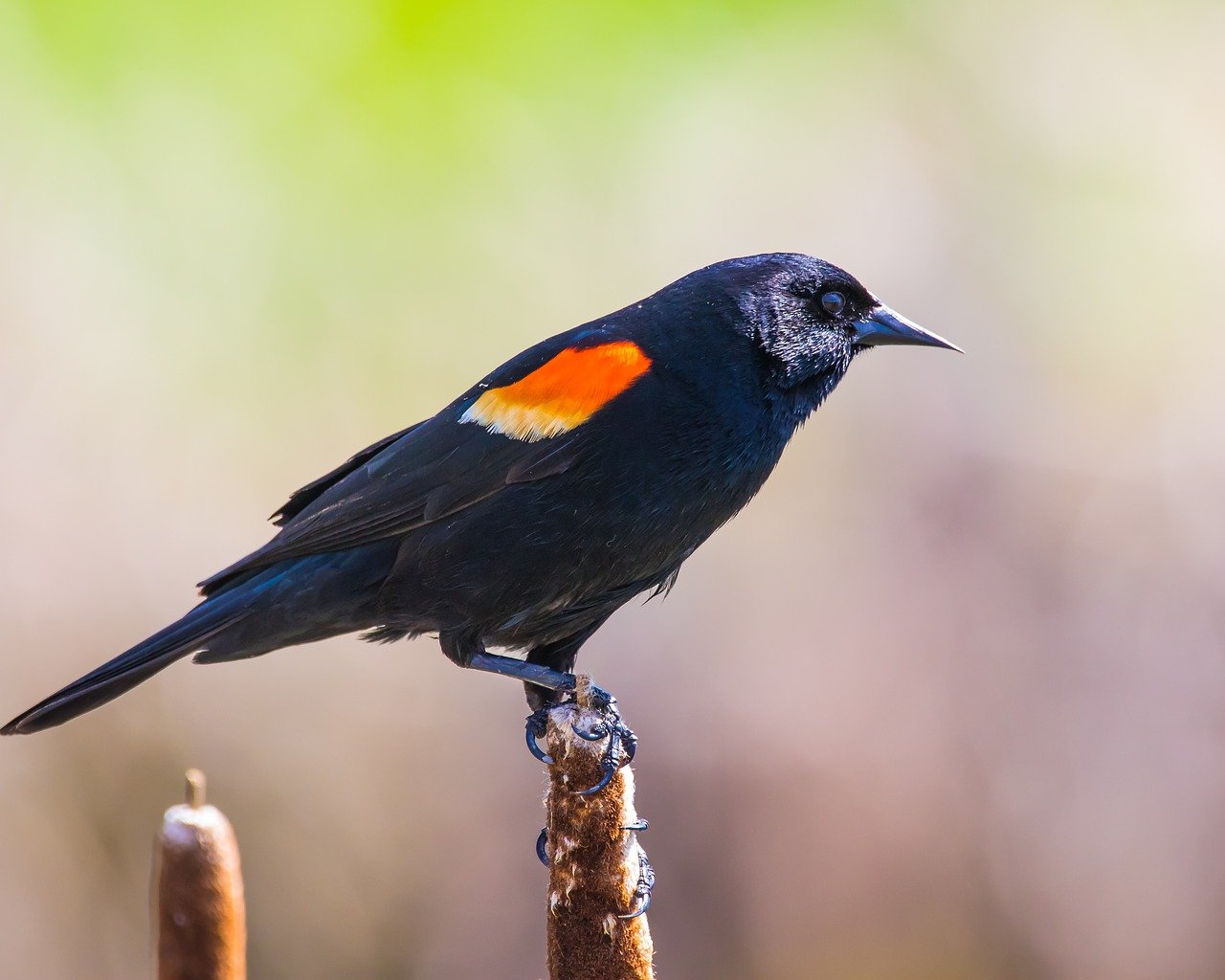 19 Red Winged Blackbird Tattoo Ideas Red Wing Blackbird Black Bird Bird