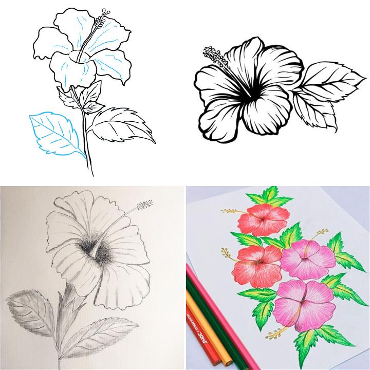 20 Easy Hibiscus Drawing Ideas Draw A Hibiscus