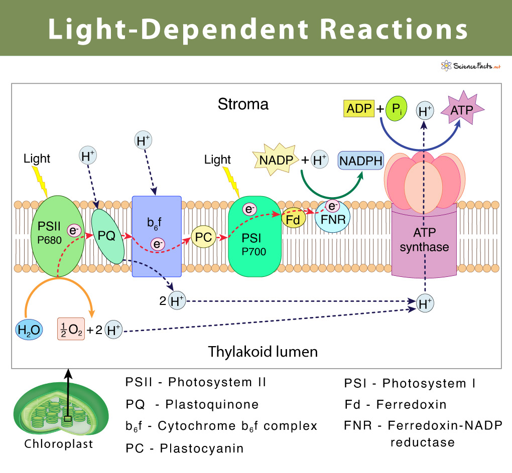 35 Photosynthesis Diagram Light Reactions Diagram Resource 2022