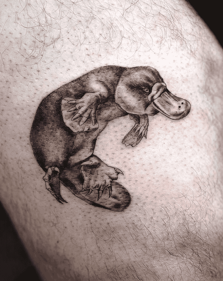 41 Platypus Tattoo Designs Ideas Platypus Tattoo Designs Tattoos