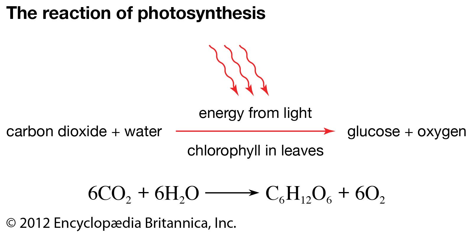 6 Key Reactions in Photosynthesis You Need to Know