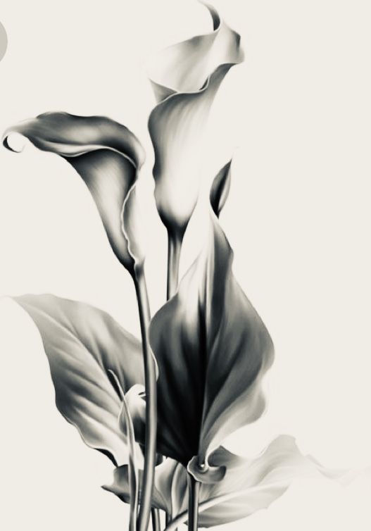 70 Amazing Calla Lily Tattoo Designs With Meanings And Ideas Artofit