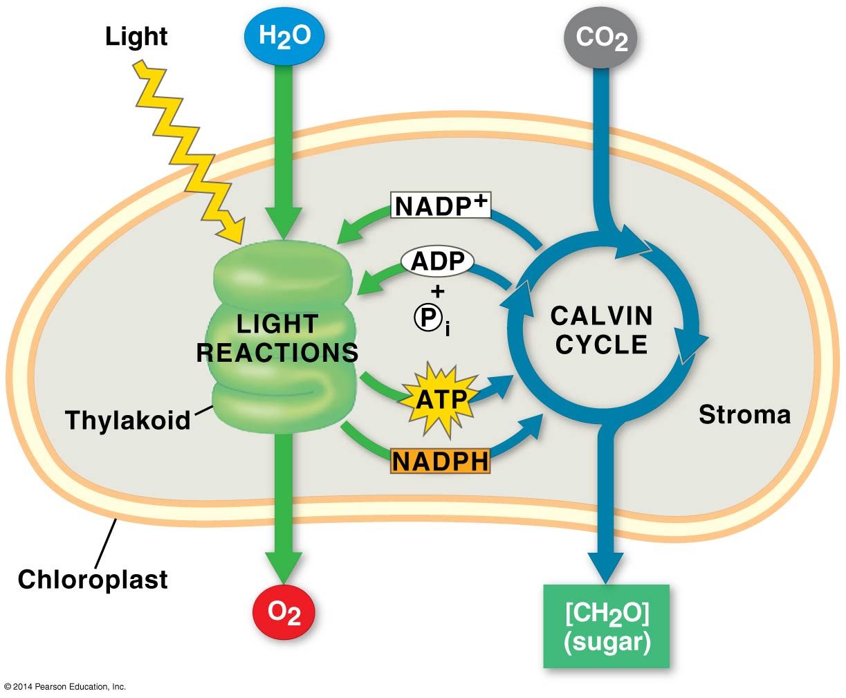 An Overview Of Photosynthesis Cooperation Of The Light Reactions And