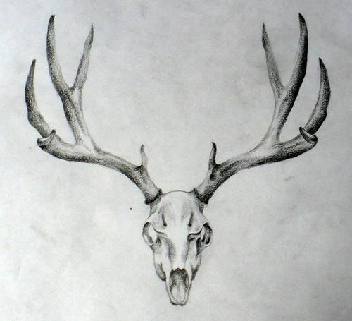 Artstation Deer Skull Tattoo Design 2018