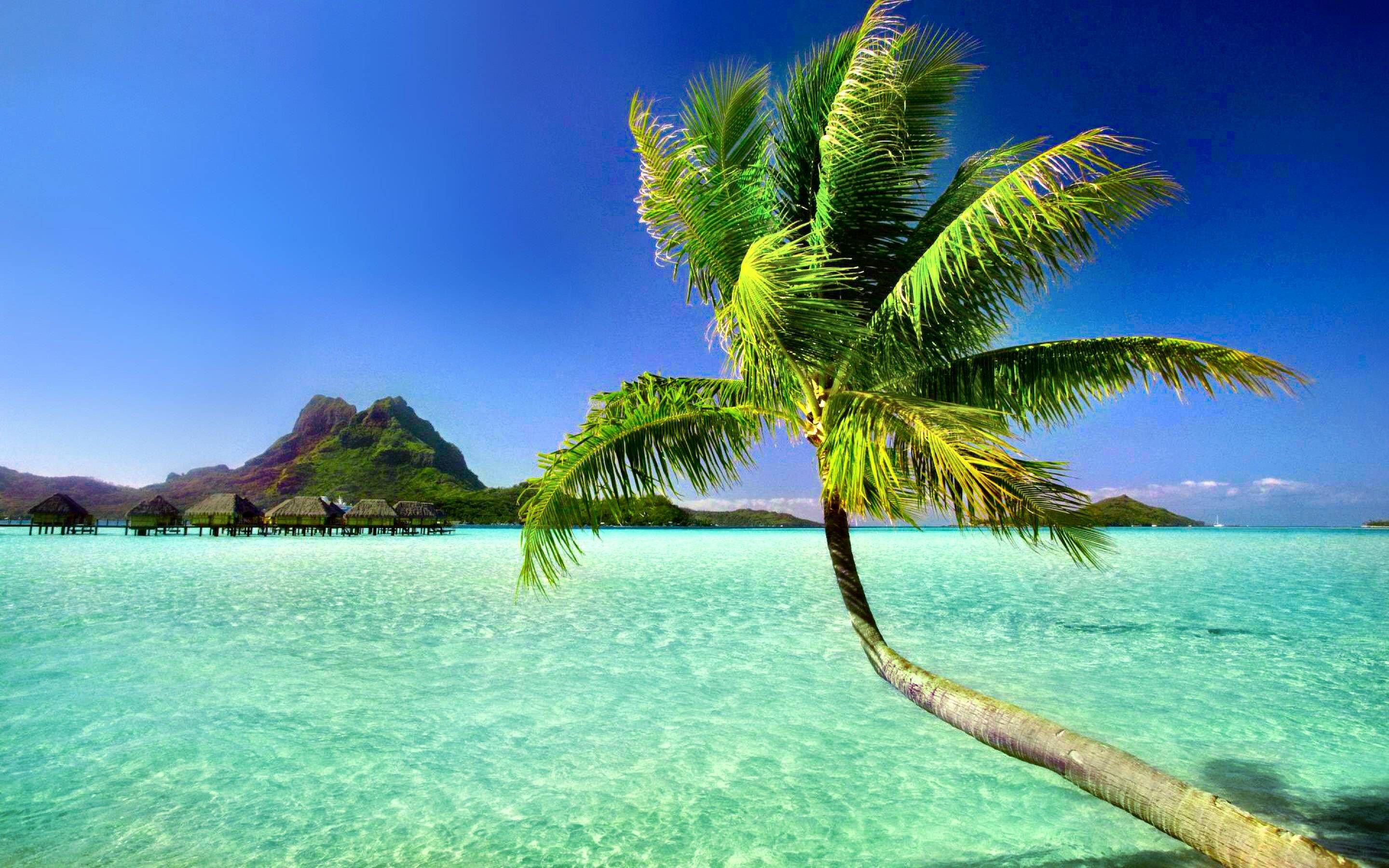 5 Stunning Beach Pics with Palm Trees You'll Love