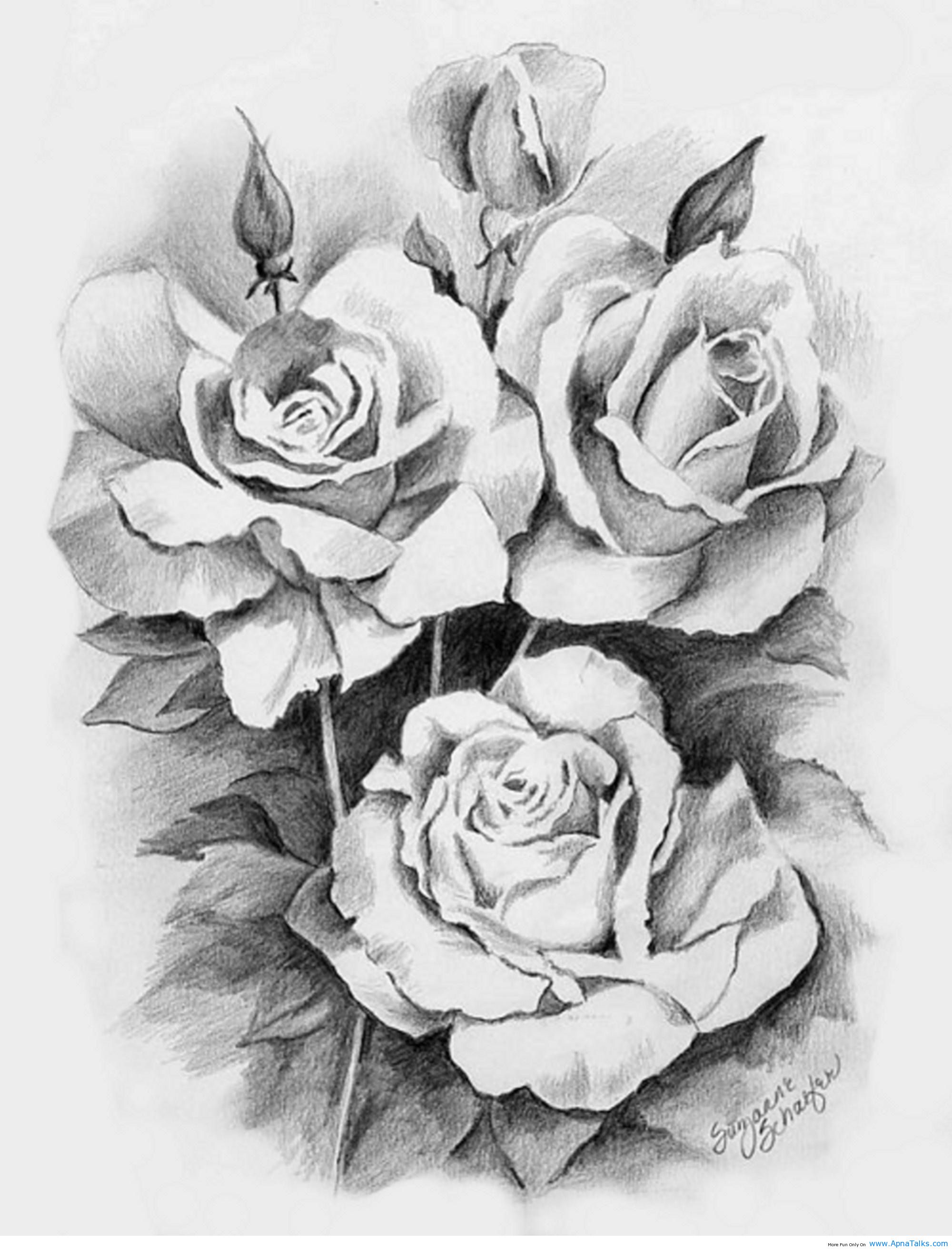 Beautiful Rose Photo Drawing Drawing Skill