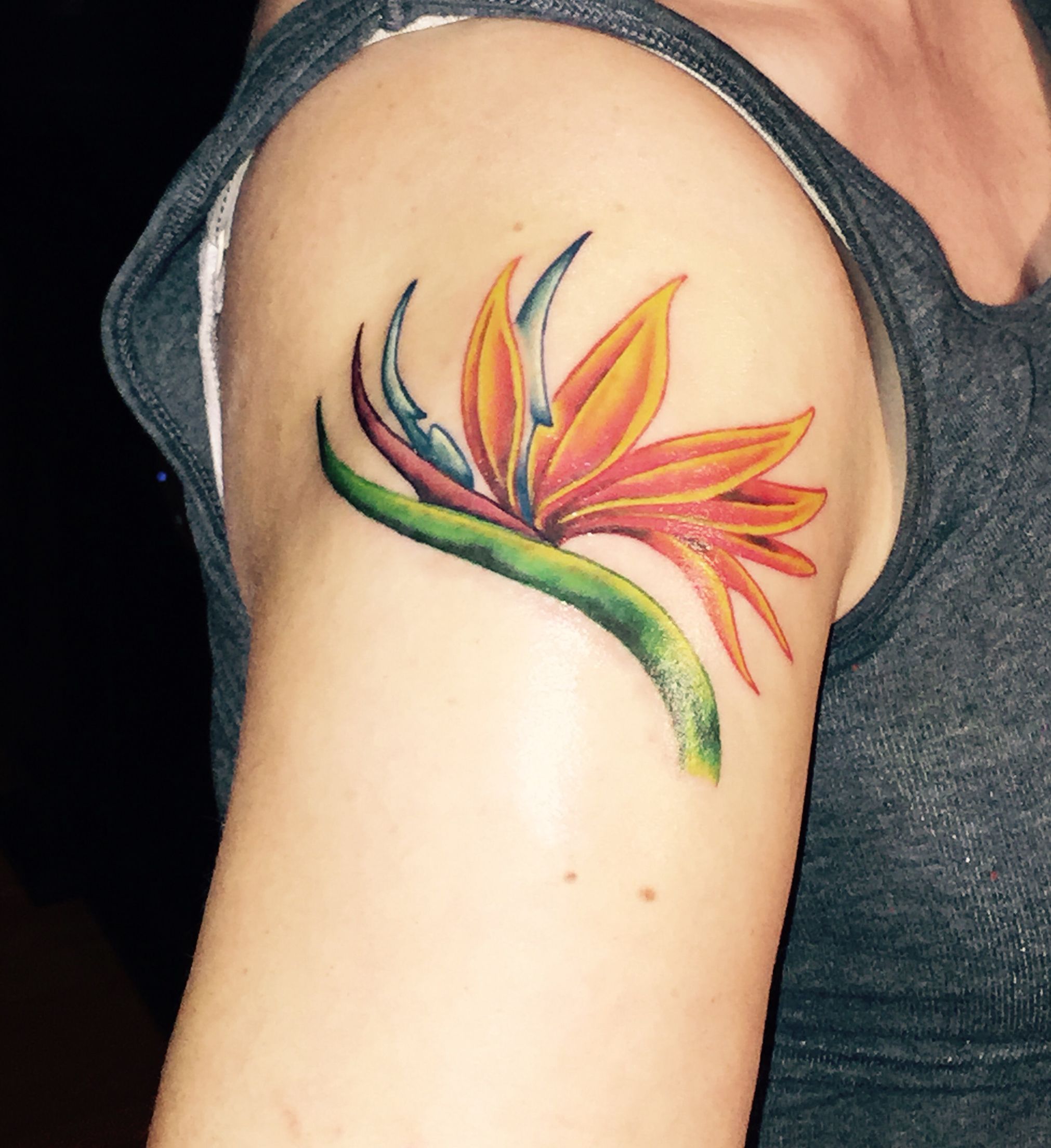 Stunning Bird of Paradise Tattoo Designs and Meanings