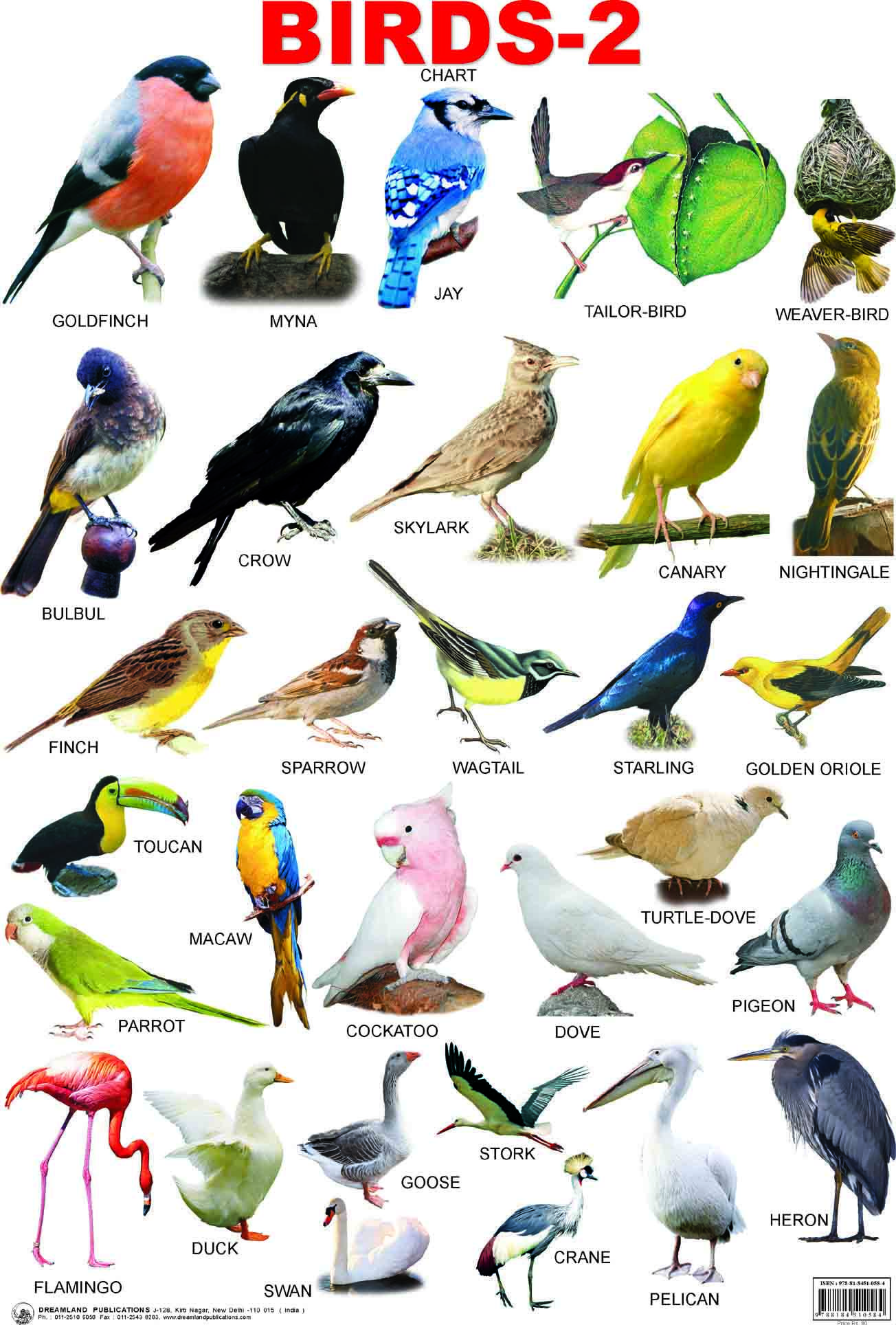 Birds With Different Names And Pictures On Them