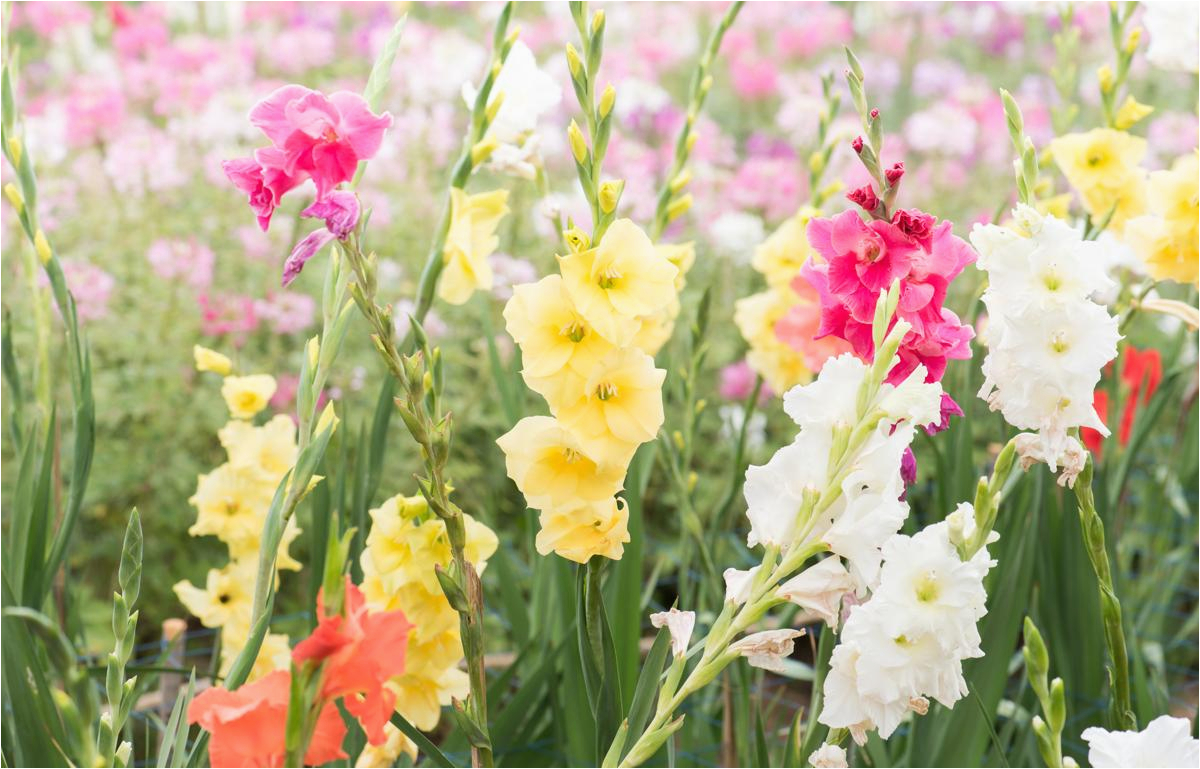 Birth Month Flowers Gladiolus August In 2021 Birth Flower Tattoos