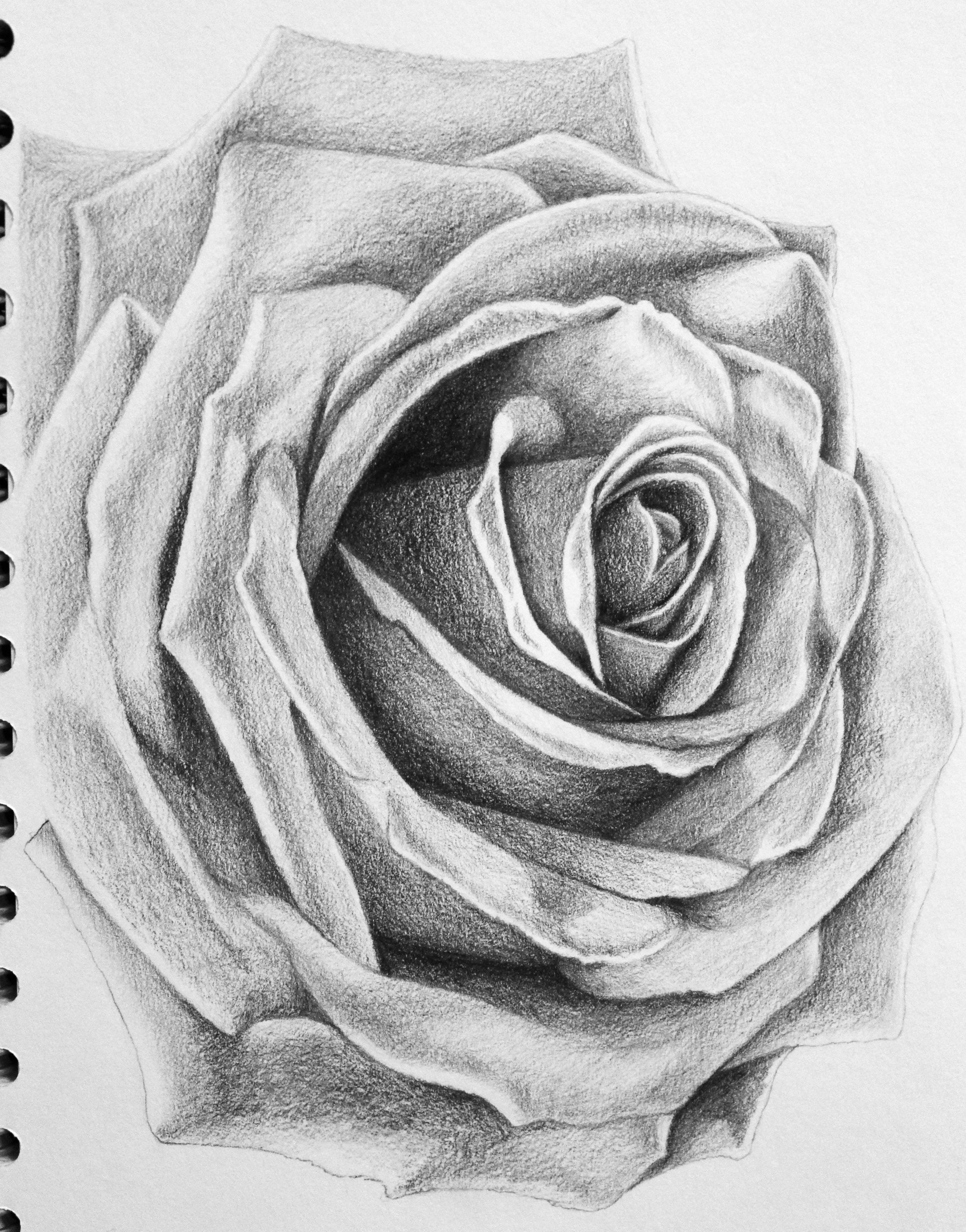 Black And White Rose Pencil Sketch Josh Beatson The Canvas Of My