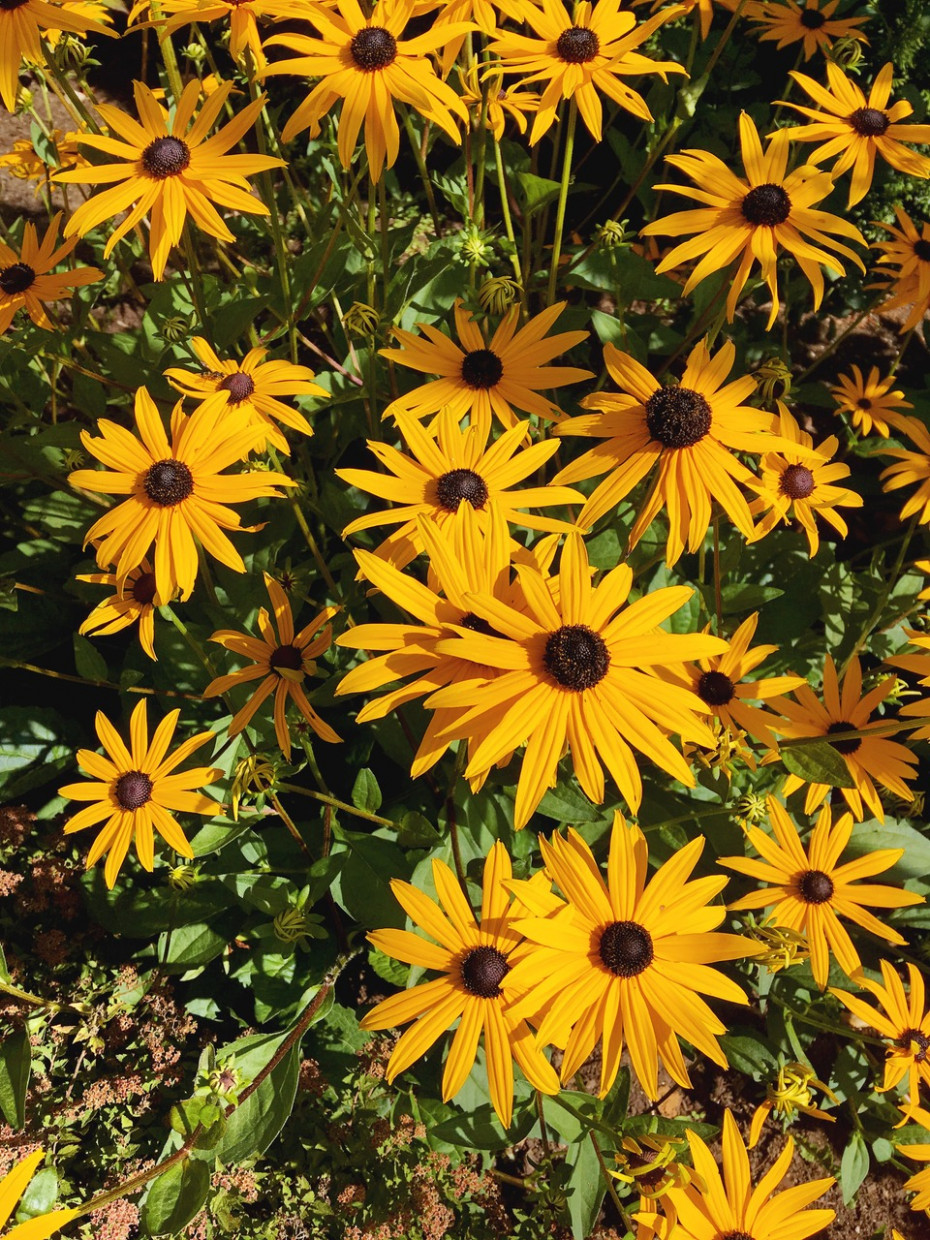 Black Eyed Susan Tattoo Meaning And Symbolism Tatticle