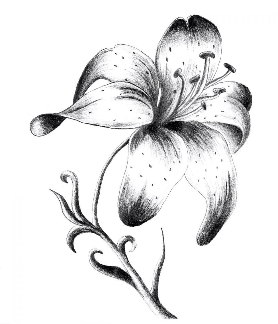 Black Lily And Rose Tattoo Design