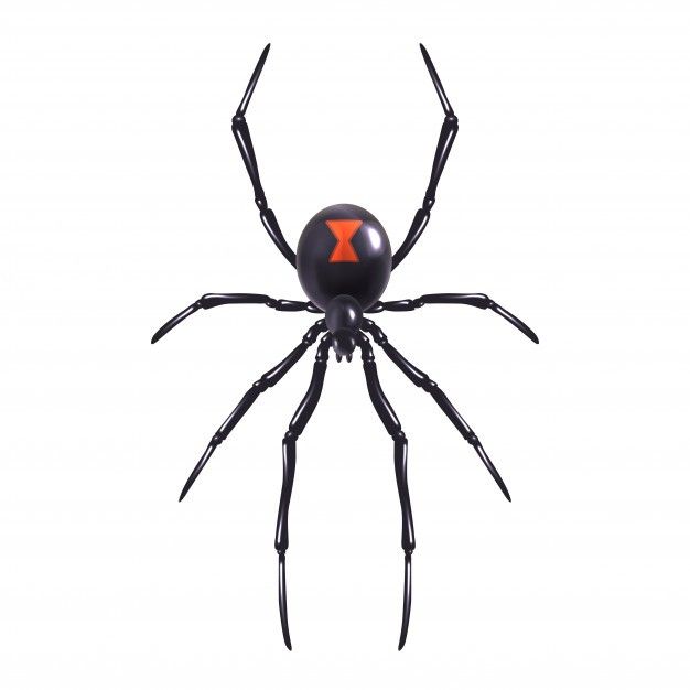 Black Widow Spider Illustration For Tattoo Stock Photo Alamy