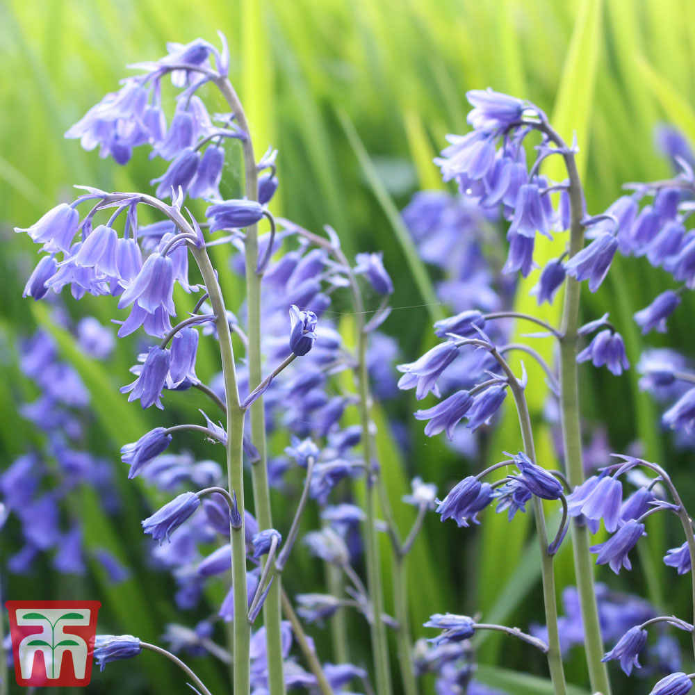 Bluebells, Sunflowers, and Antlers: Nature's Symphony in Your Garden