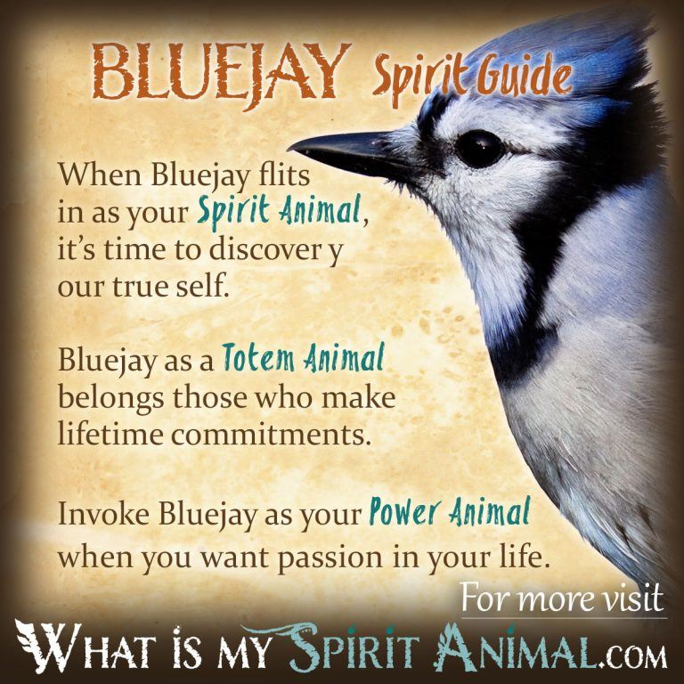 Blue Jay Symbolism And Meaning Totem Spirit And Omens Sonoma Birding