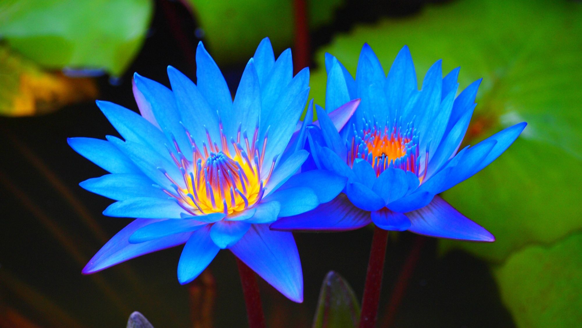 Blue Lotus Sun Prairie: A Floral Marvel Unveiled