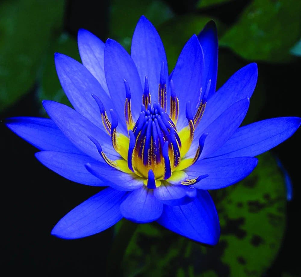 Blue Lotus Youtube