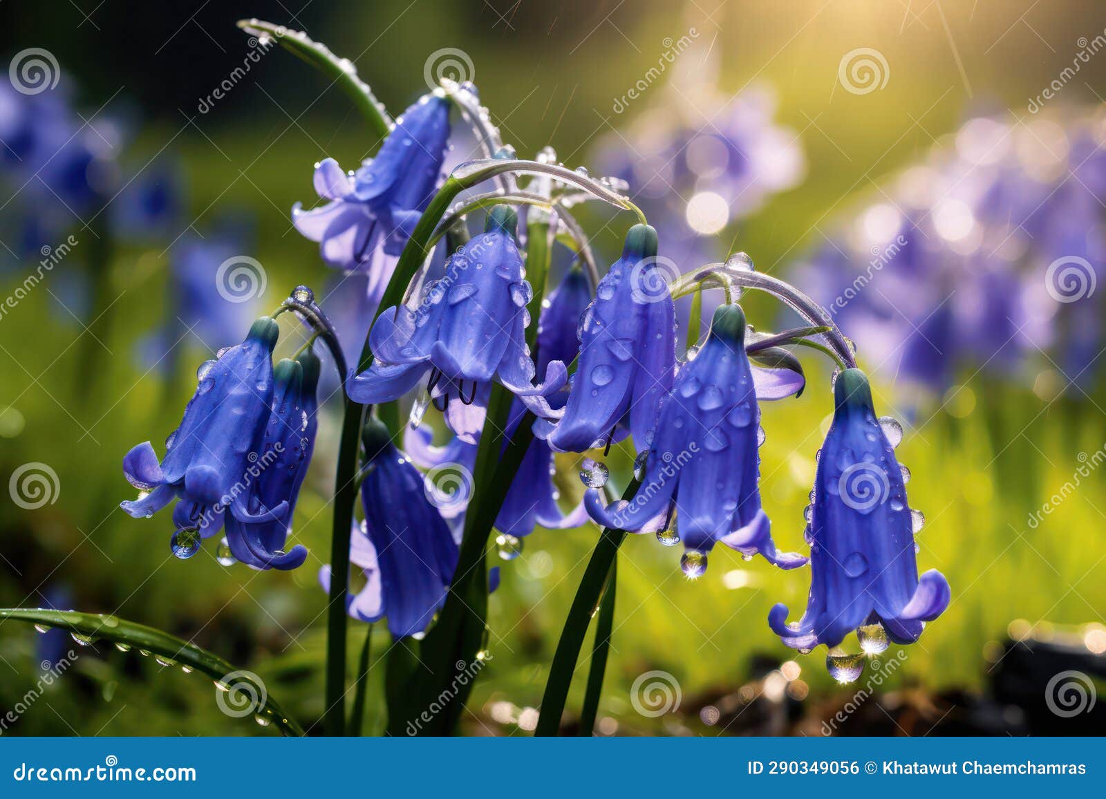 Bluebell Bliss A Field Of Vibrant Blue Blossoms Nature S Symphony In