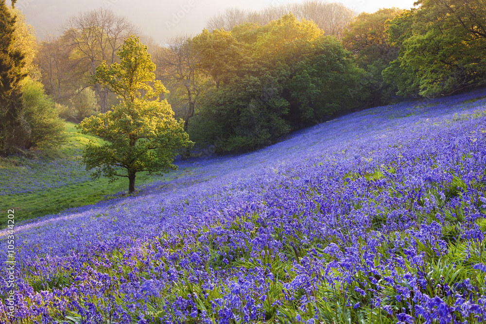 Bluebells Field Blue Spring Flowers Stock Image Image Of Spring