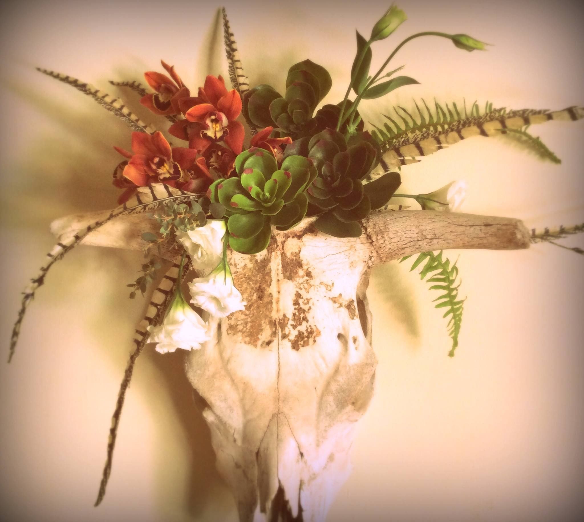 Cow Skull With Succulents Flowers And Feathers A Garden Of Earthly