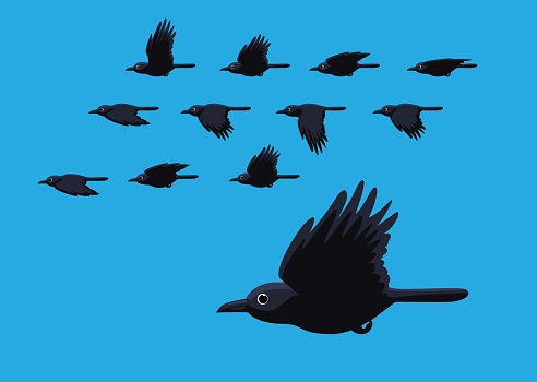 Crow Flying Motion Animation Sequence Cartoon Vector Illustration