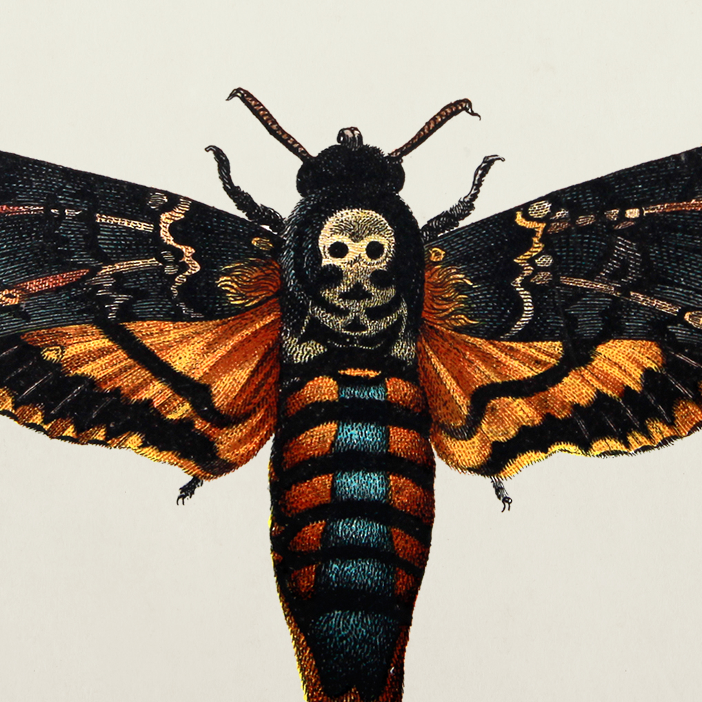 Death S Head Hawk Moth On My Knee By Eddy G At Sleepy Hollow Tattoo