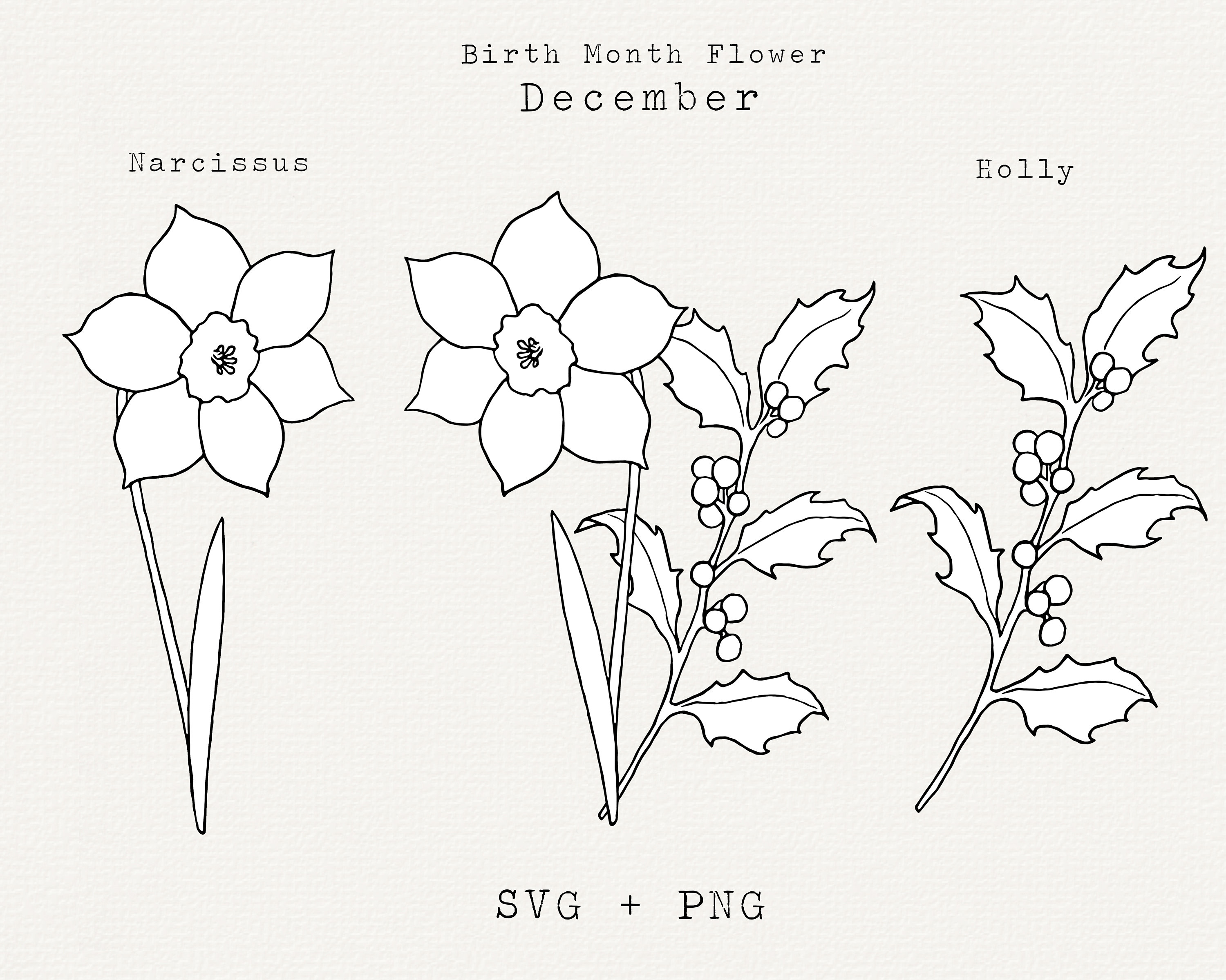 December Birth Flower Drawing Ubicaciondepersonas Cdmx Gob Mx