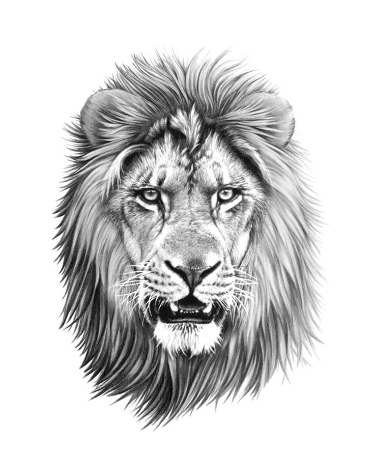 Disegno Ken Ay Topic Lion Head Tattoo Images