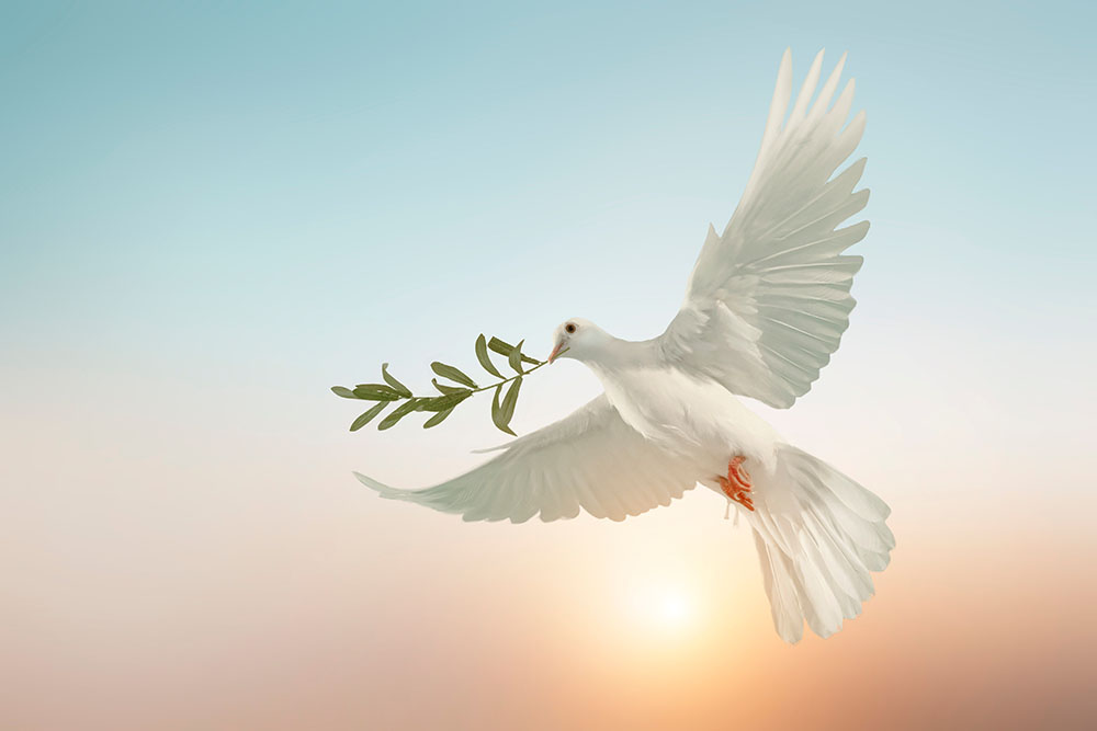 Dove Holding An Olive Branch Symbol Of Peace Phoenix Tattoo Design