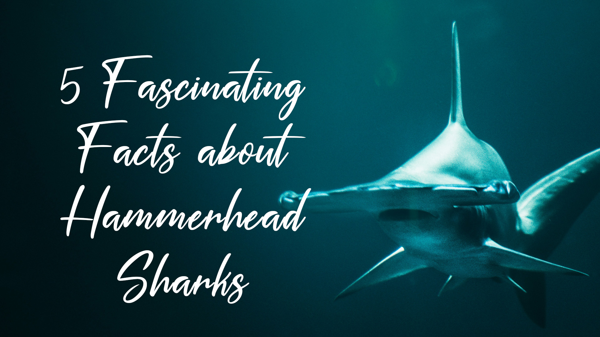 Fascinating Facts About Hammerhead Sharks