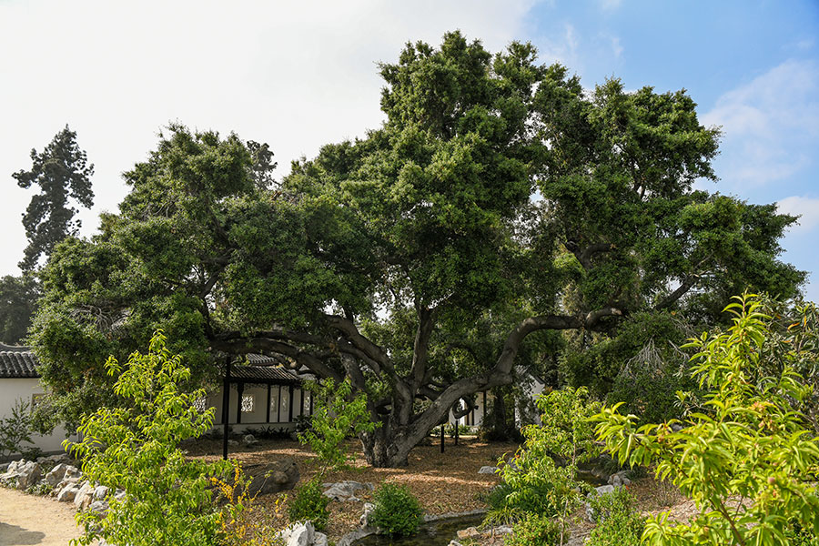 Five Must See Trees At The Huntington The Huntington