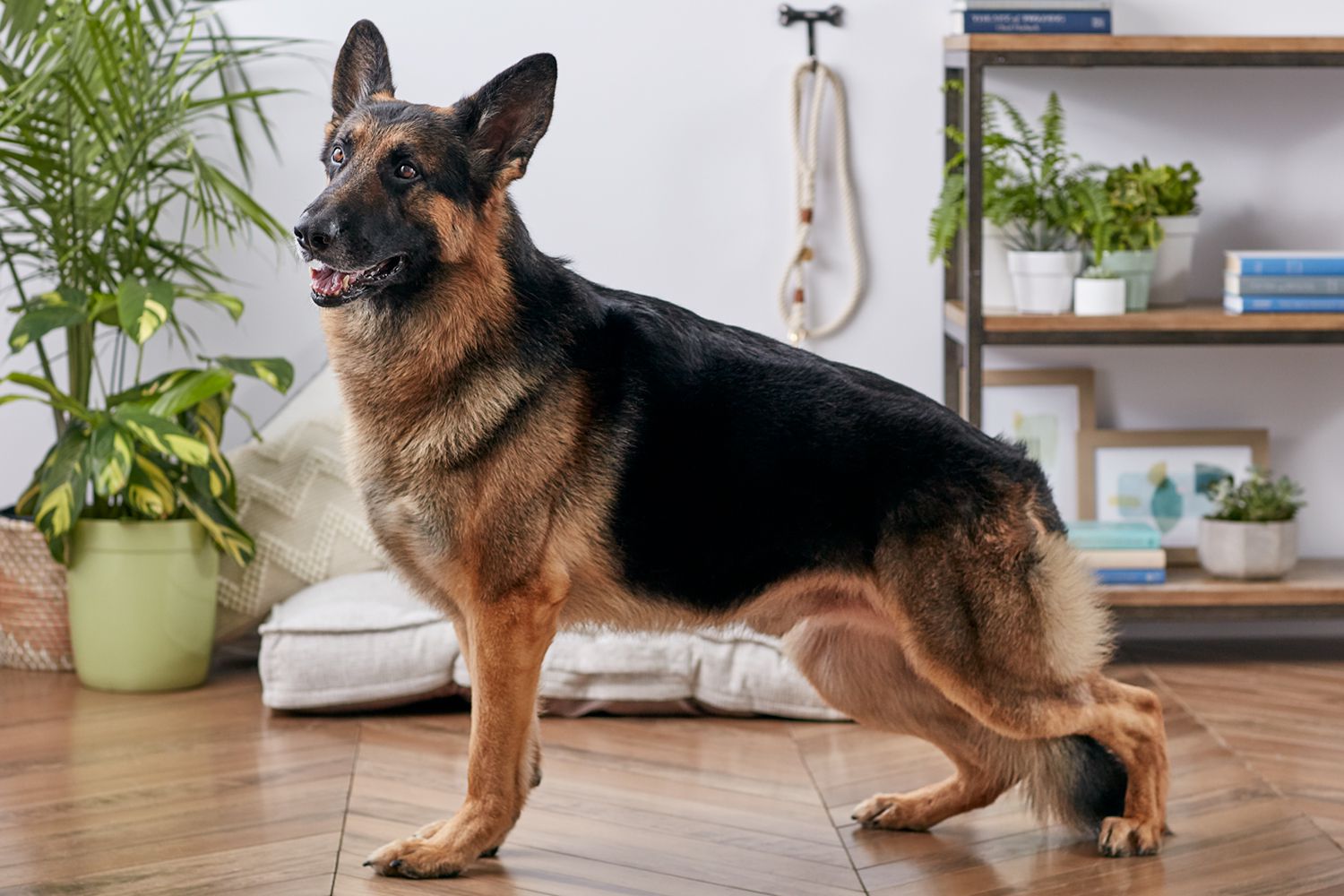 German Shepherd Alsatian Dog Side View Stock Photo Alamy