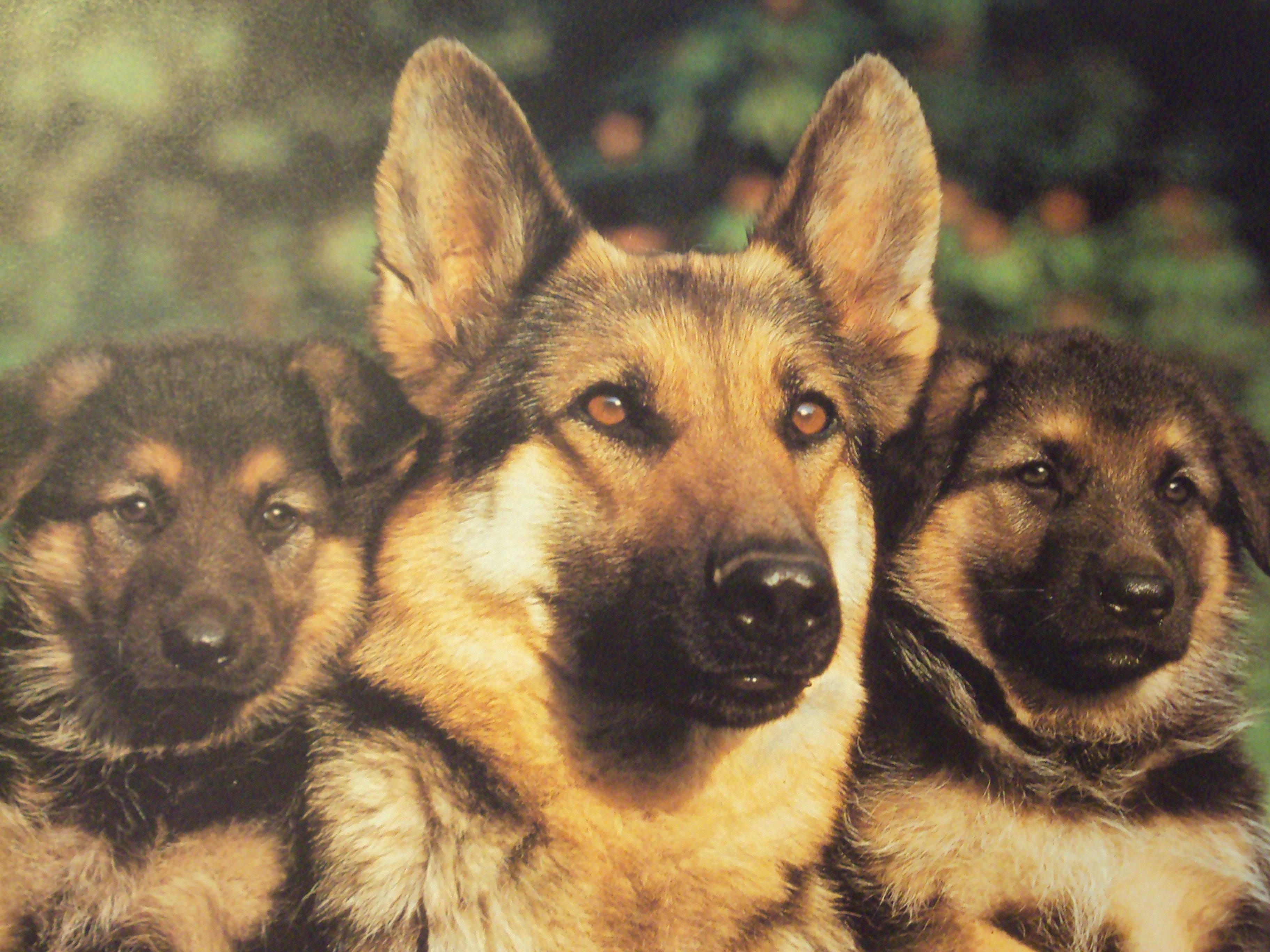 German Shepherd Desktop Wallpapers Wallpaper Cave