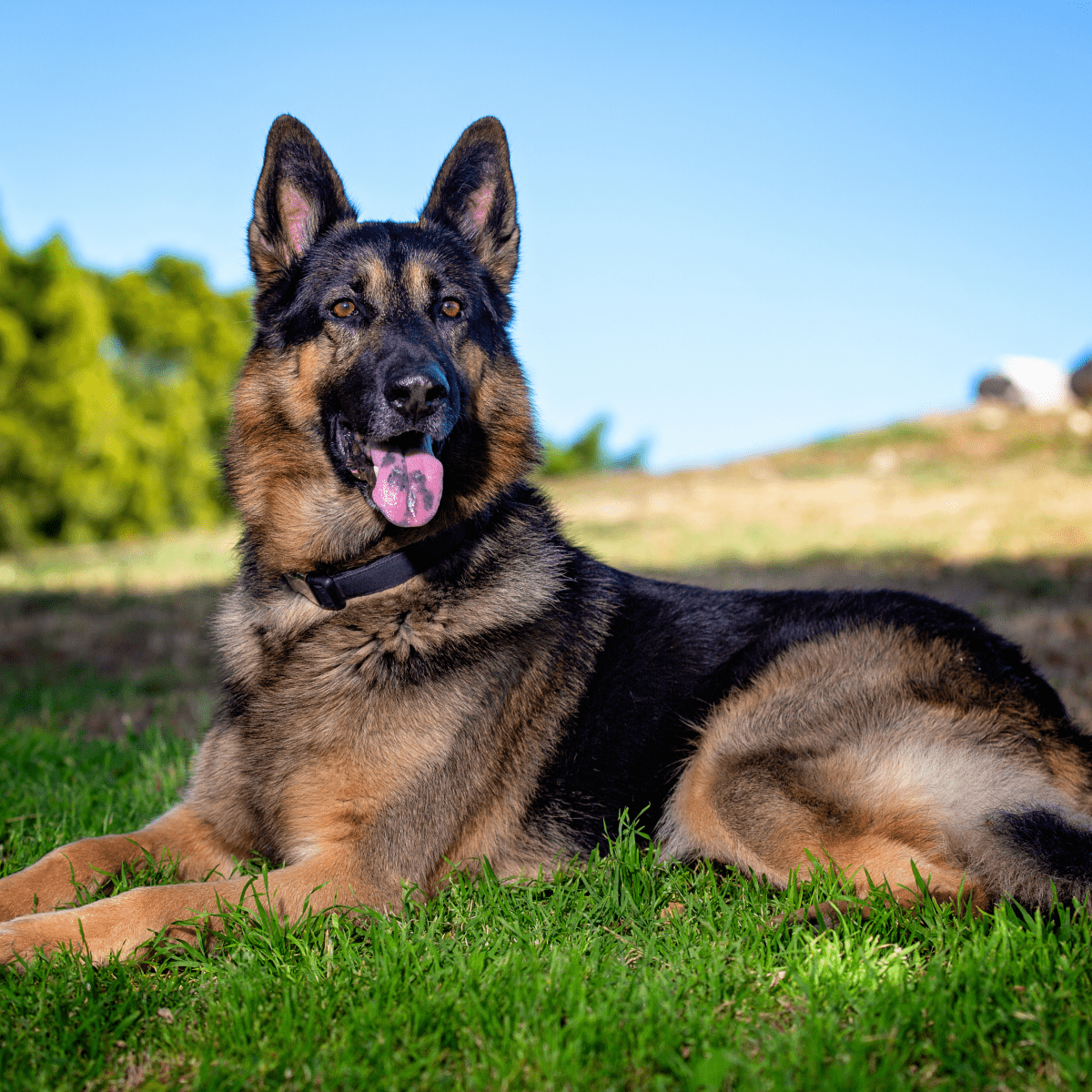 German Shepherd Dog Stock Photo Image Of Pricked Outside 37417282