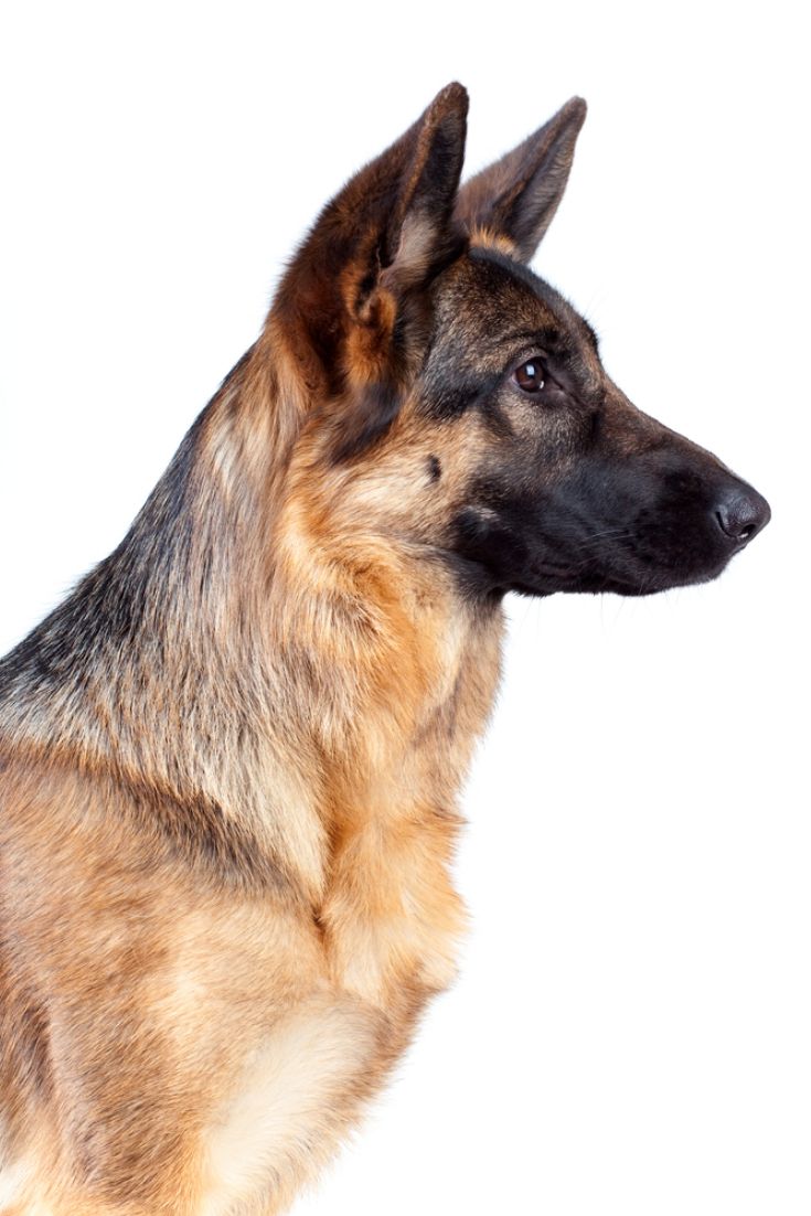 German Shepherd Side Profile View Isolated Background Premium Ai