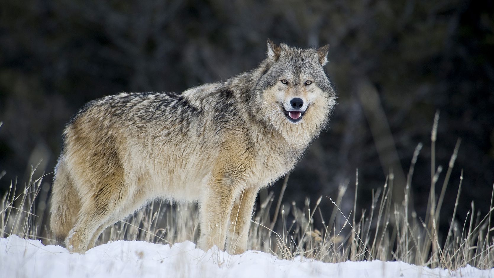 Grey Wolf Did You Know 5 Surprising Facts About Wolves Youtube