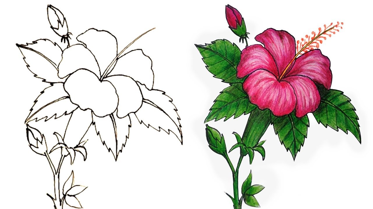 Hibiscus Flower Drawing Step By Step