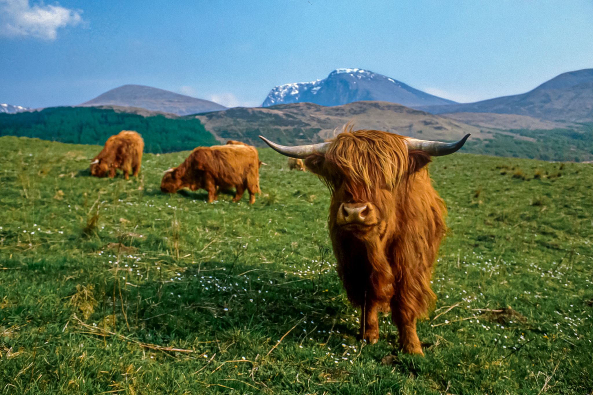 Highland Cow Part Of Scottish Nature Inspired Sleeve Done At