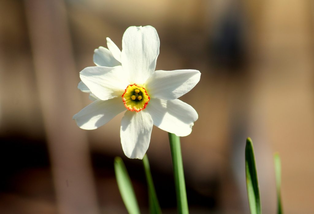 Holly And Narcissus Are The December Birth Flowers