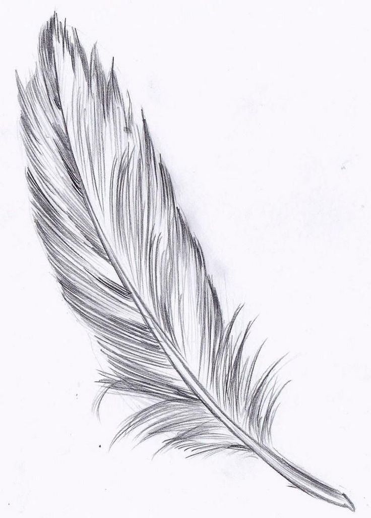 How To Draw A Feather Tattoo Design Tattooing 101