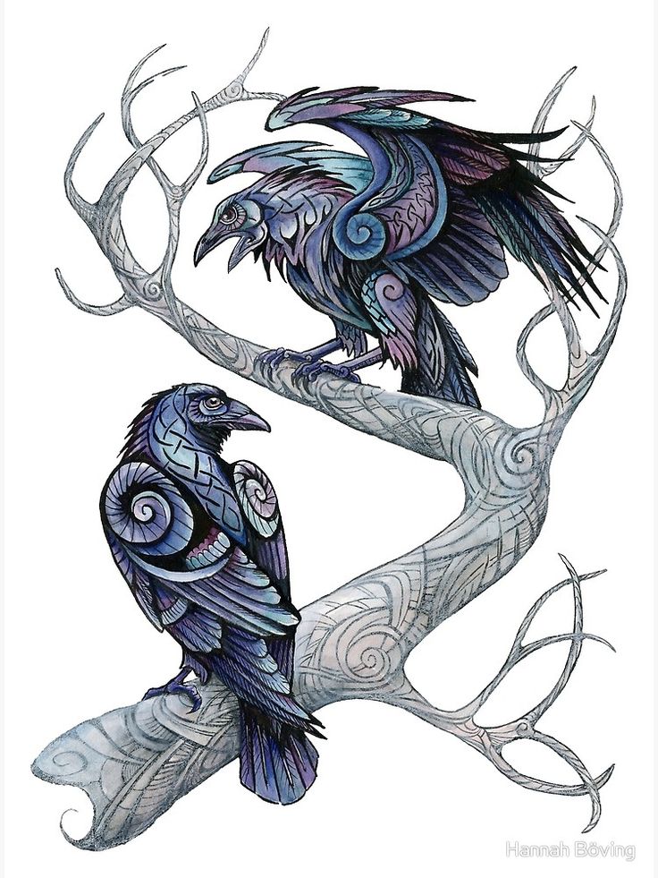 Hugin And Munin Photographic Print By Hannahboeving Redbubble