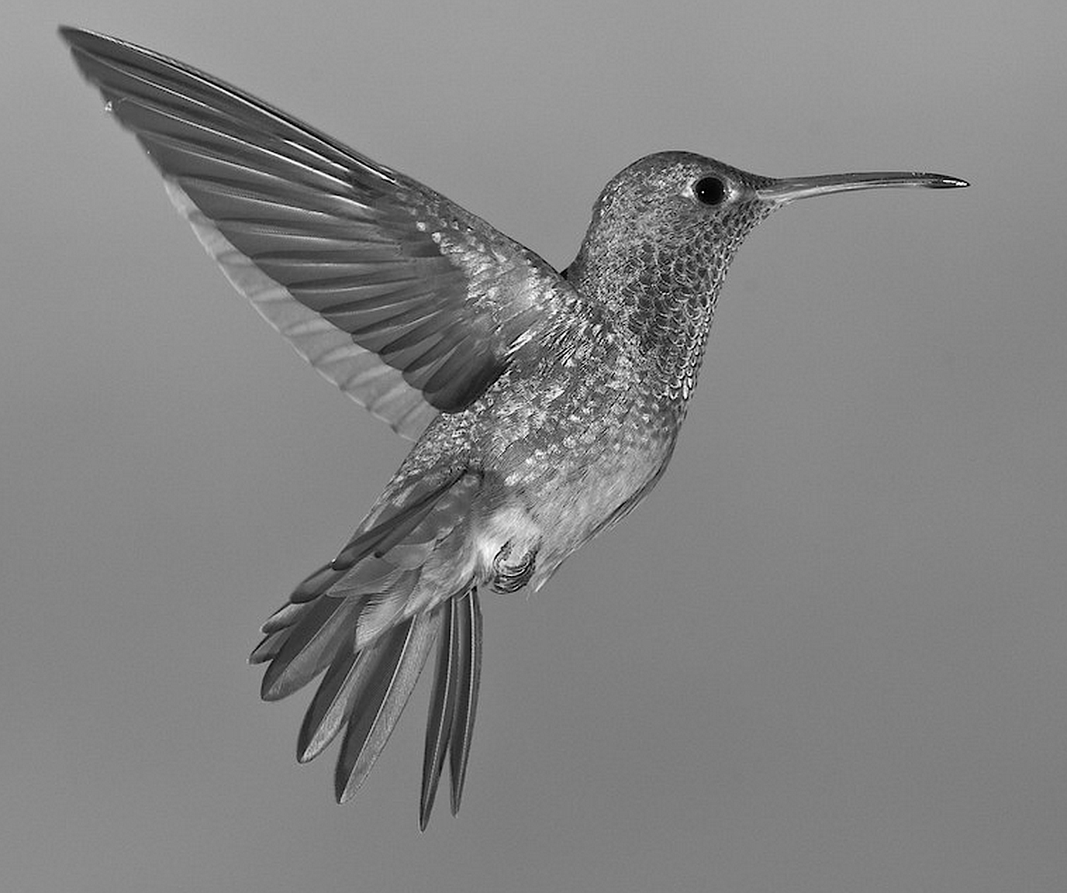 5 Stunning Hummingbird Tattoo Ideas in Black and White