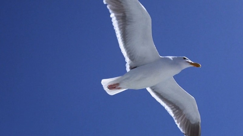 Jonathan Livingston Seagull By Sztuka Wojny Tattoogrid Net