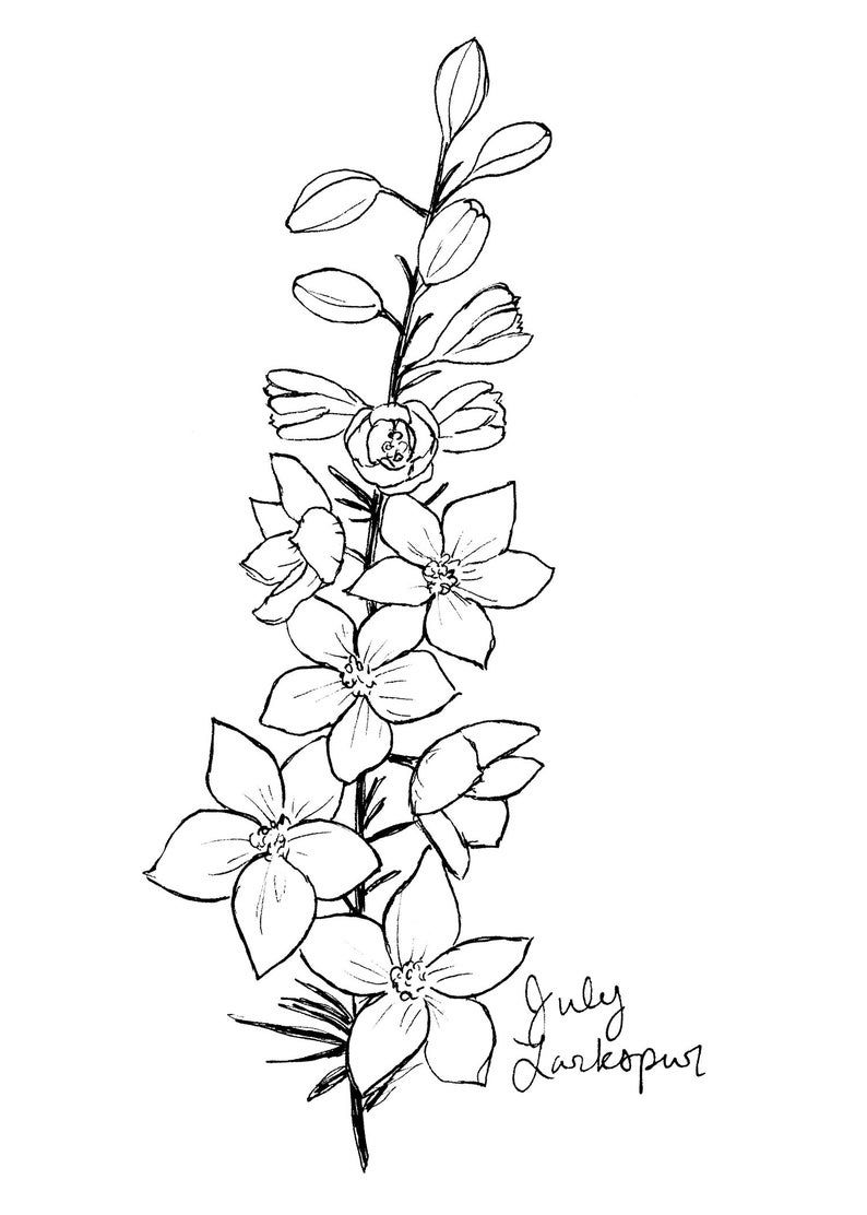 July Birth Flower Drawing Rupert Wang