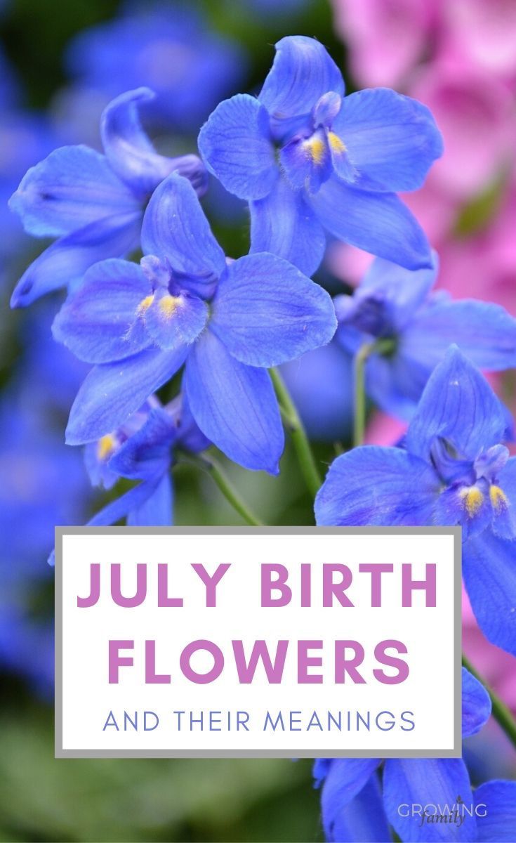 July Birth Month Flower Pack Scan Larkspur And Water Lily Etsy