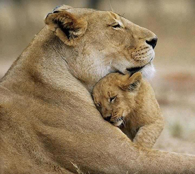 Lioness Hugging A Cub By Evey Studios Lioness And Cub Tattoo